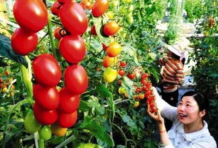 周末沒處去？這些初級農(nóng)產(chǎn)品體驗(yàn)地讓你愛上田園時(shí)光