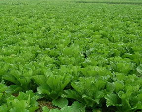 國家助力農產品品牌致富 您符合這些條件嗎？