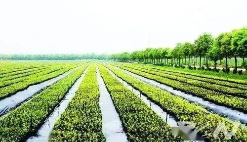 現代農業生產技術入門 初級農產品生產的基礎知識