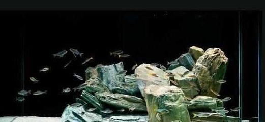 棗陽(yáng)市鴻川水族館 水族用品與日用雜品的完美結(jié)合